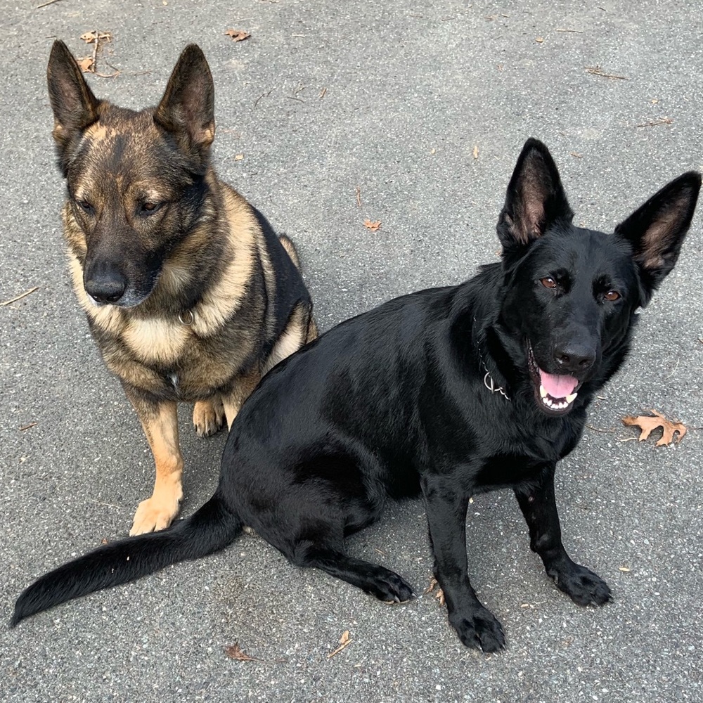 Meet your Posher, Amelia